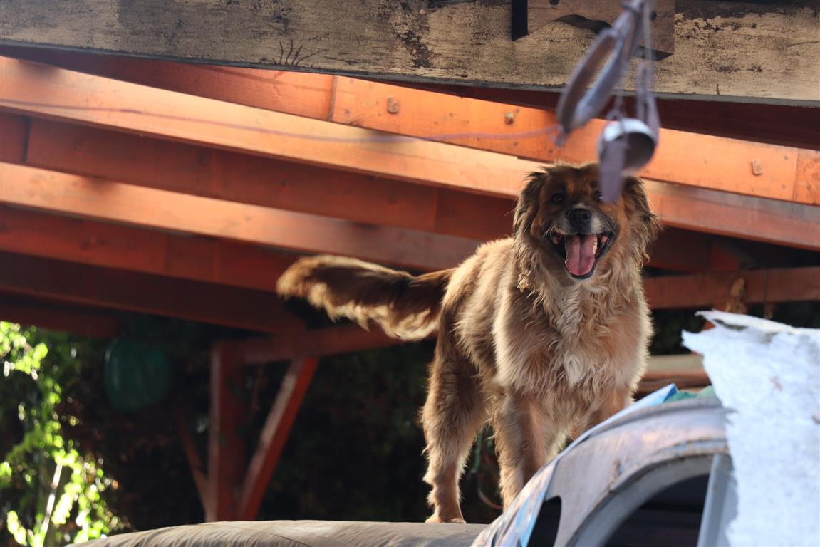 Municipalidad de Rancagua hace un llamado a adoptar perritos del Canil  Municipal. < El Rancagüino