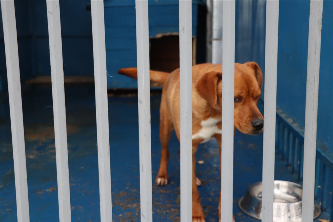 Municipalidad de Rancagua hace un llamado a adoptar perritos del Canil  Municipal. < El Rancagüino